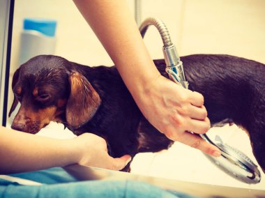 Küçük köpeğiyle ilgilenen bir kadın. Duşun altında kadın yıkama, dachshund temizleme. Hayvanlar hijyen kavramı.