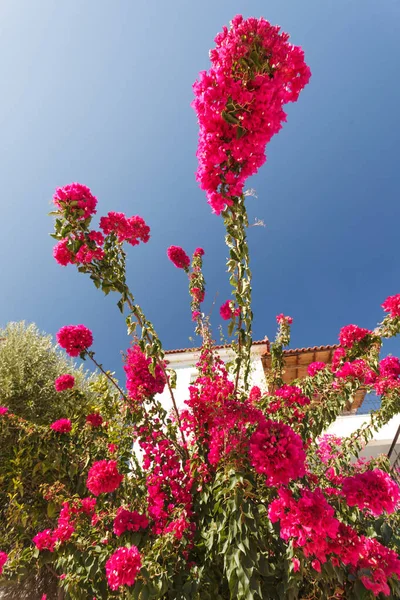 ブッシュの枝の咲く美しい赤ピンク花澄んだ青い空 — ストック写真