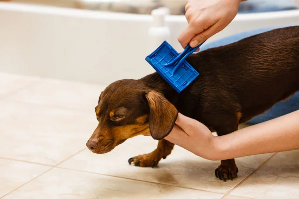 Wanita Mengurus Dachshund Nya Menyisir Rambut Anak Anjing Menggunakan Sikat — Stok Foto