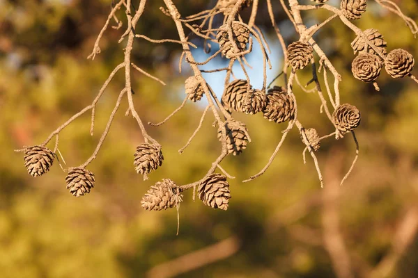 Kottarna Grenarna Ett Barrträd Detaljer Höst Natur — Stockfoto