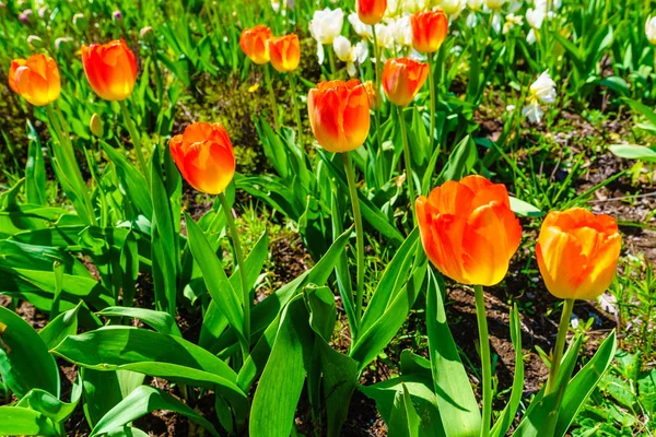 Close up sunny garden full of orange red tulips. Flower breeding concept.