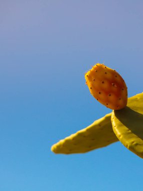 Yeşil Opuntia kaktüsünün dikenli armut açmasına yakın. Doğa, Akdeniz florası