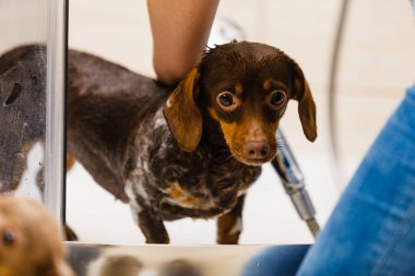 Küçük köpeğiyle ilgilenen bir kadın. Duşun altında kadın yıkama, dachshund temizleme. Hayvanlar hijyen kavramı.
