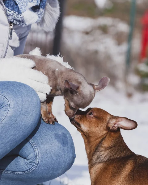 Persona y dos perros durante el invierno —  Fotos de Stock