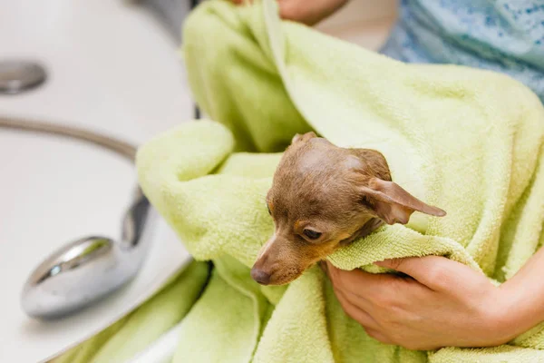 Mulher pinscher secagem após o chuveiro — Fotografia de Stock