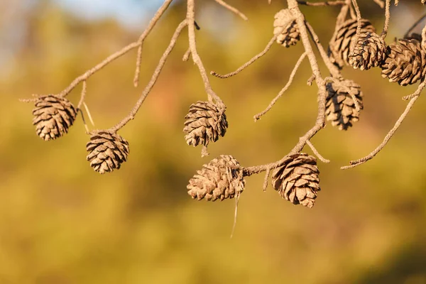 Cones na árvore de coníferas — Fotografia de Stock