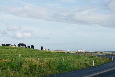 mera üzerinde ineklerin.