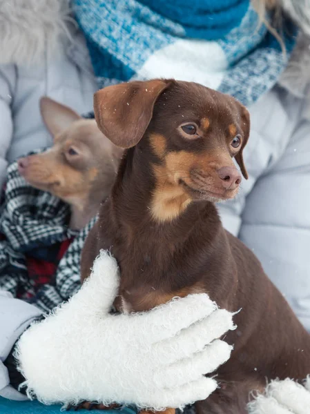 Woman playing with dogs during winter Stock Picture