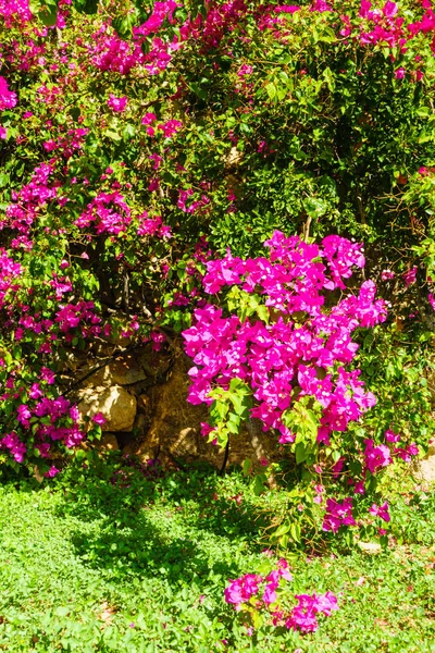 Purple flowers in bloom during summer — Stock Photo, Image