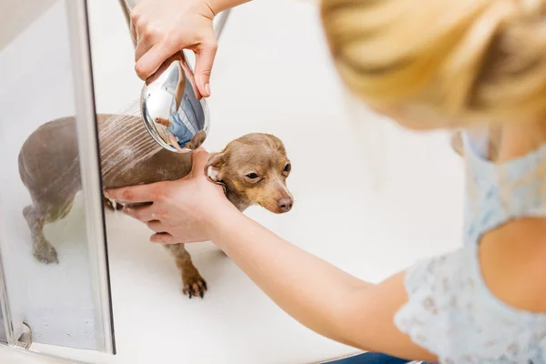 Mulher tomando banho seu cão — Fotografia de Stock