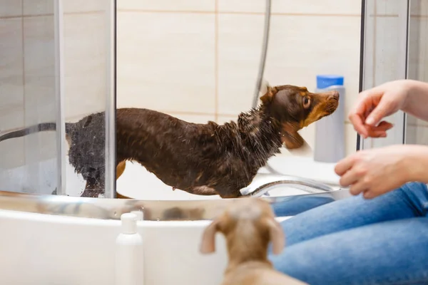 Mulher tomando banho seu cão — Fotografia de Stock