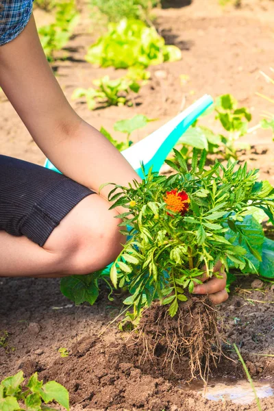 Woman gardener replanting flowers — Stock Photo, Image