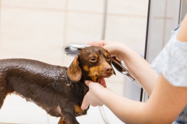 Kadın köpeğini duş