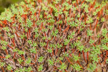 Yaprakları ile küçük dalı yakın çekim