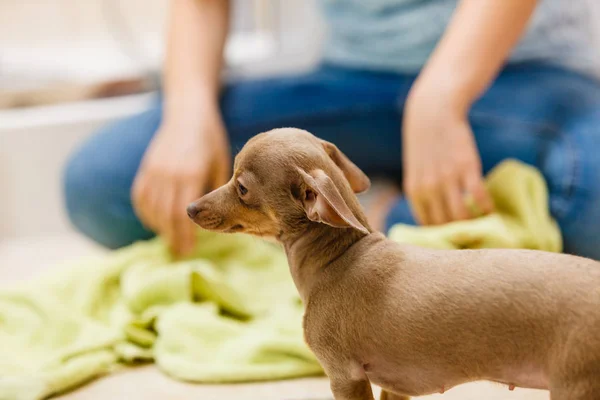 Nő szárítási pinscher után zuhany — Stock Fotó