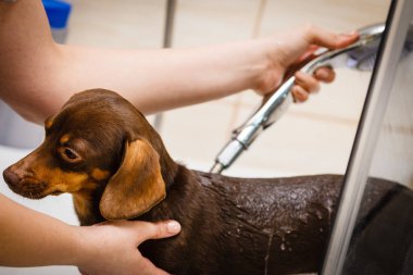 Kadın köpeğini duş