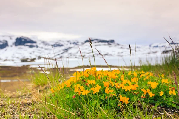 Sárga tavaszi virágok a norvég hegységben — Stock Fotó