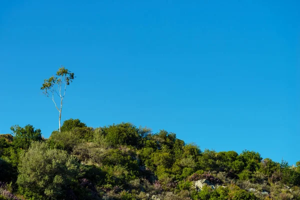 Petite forêt sur la colline contre le ciel bleu — Photo