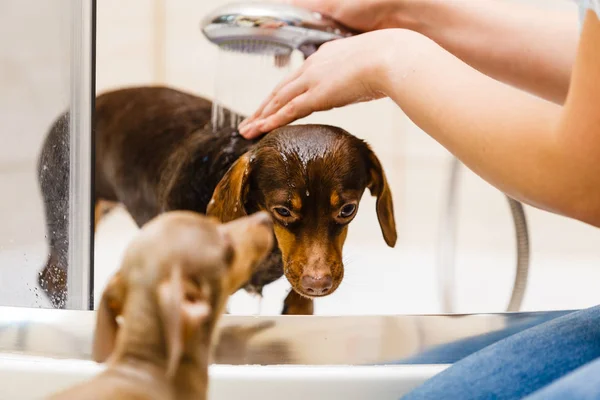 Mulher tomando banho seu cão — Fotografia de Stock