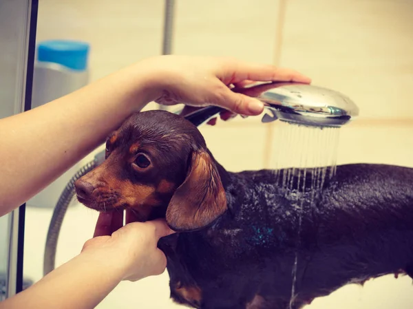 Kadın köpeğini duş