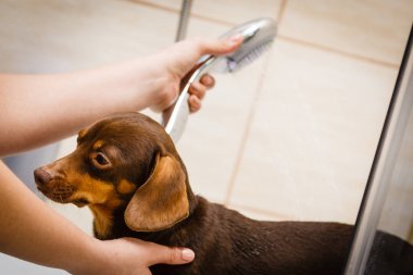 Kadın köpeğini duş