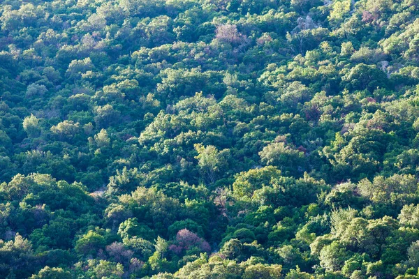 Birçok yeşil ağaçlar, orman ormanları arka plan yaptı