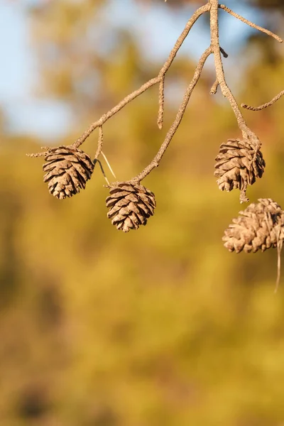 Cones na árvore de coníferas — Fotografia de Stock