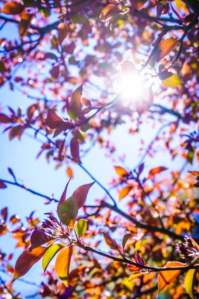 Солнце светит сквозь ветви деревьев и листья — стоковое фото