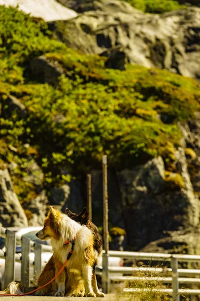 自然の上に2匹の犬 — ストック写真