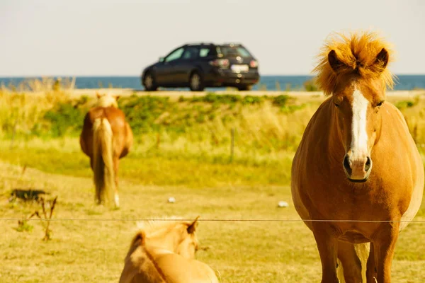 Стадо лошадей на лугу — стоковое фото