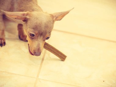 Köpek yeme yerden tedavi gıda