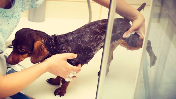 Zuhanyozás kutyájával nő — Stock Fotó