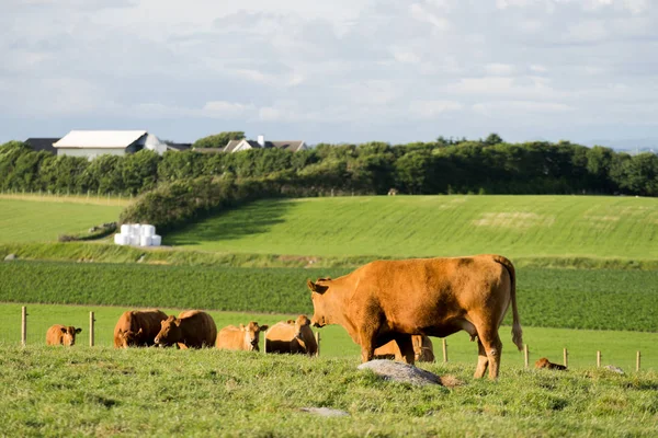 Vacas em pastagens . — Fotografia de Stock