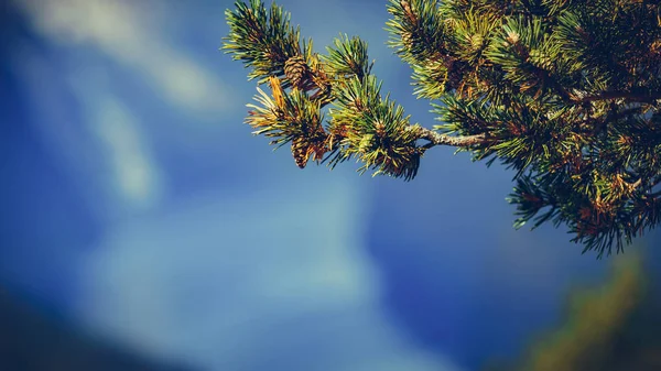 노르웨이 자연. 녹색 응수 나무 — 스톡 사진
