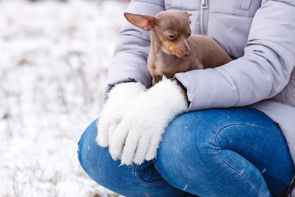 Жінка грає з собакою взимку — стокове фото
