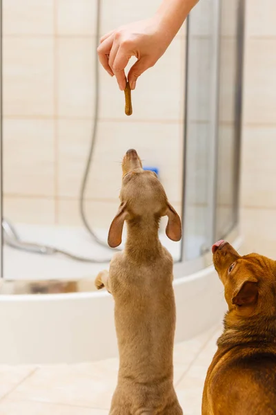 Pessoa que dá guloseimas de comida para cães pequenos — Fotografia de Stock