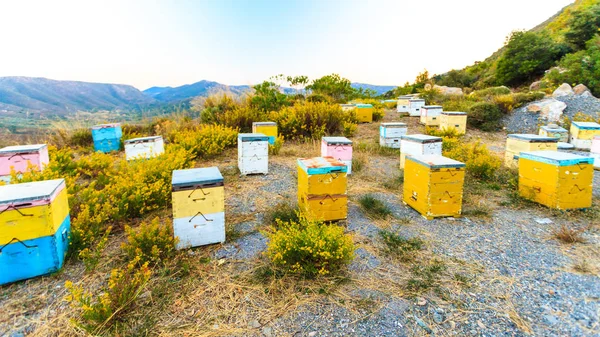 Bienenzuchtbetrieb — Stockfoto