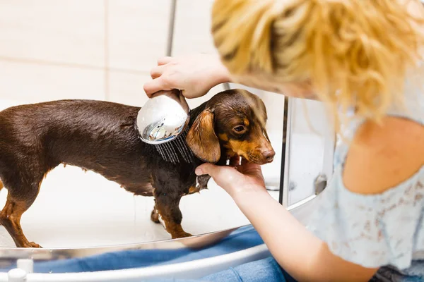 女性は彼女の犬をシャワー — ストック写真