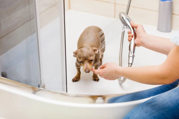 Mulher tomando banho seu cão — Fotografia de Stock