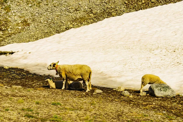 Вівця мати з ягнятами на лузі — стокове фото