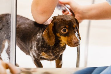 Kadın köpeğini duş