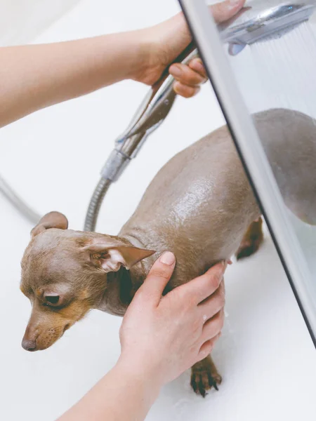 Mujer duchando su perro — Foto de Stock