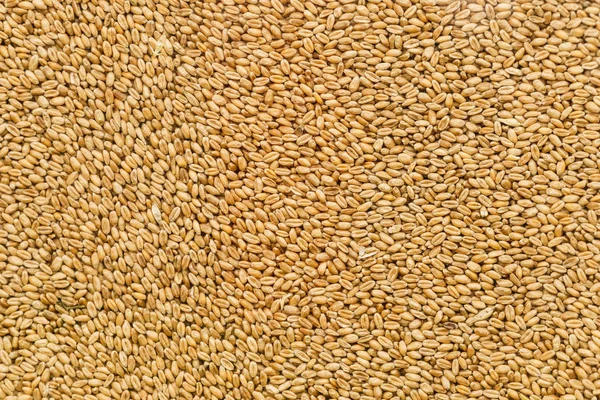 Fond de graines de tournesol pelées — Photo