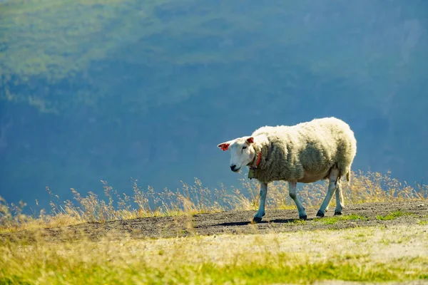 Pecora in montagna, Norvegia — Foto Stock