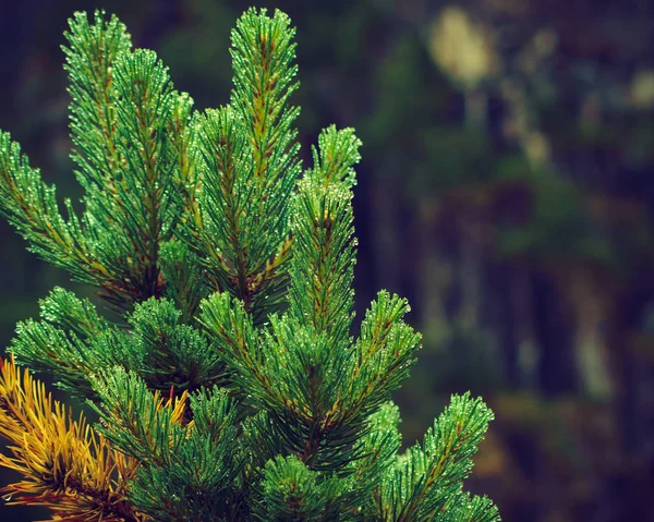 緑の針葉樹松の木 — ストック写真