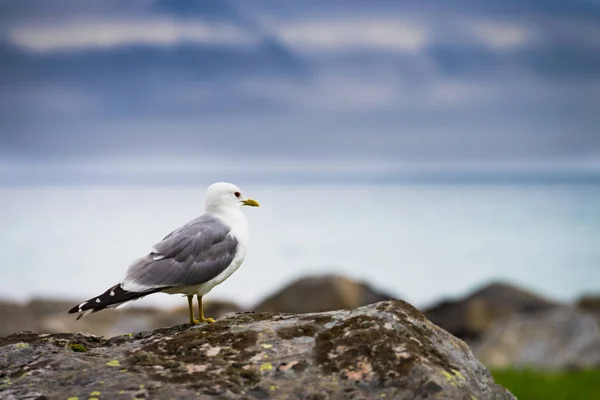 Gaivota na costa do fiorde do mar — Fotografia de Stock