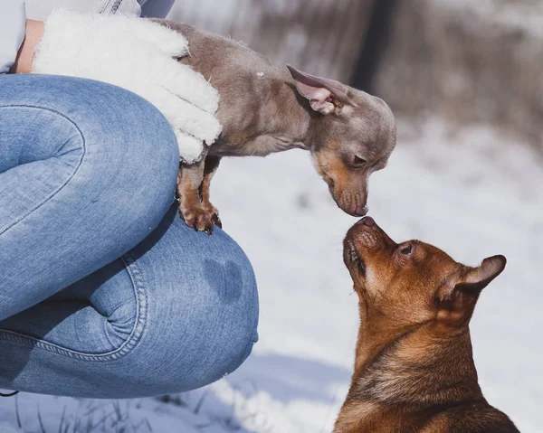Людина і двоє собак взимку — стокове фото