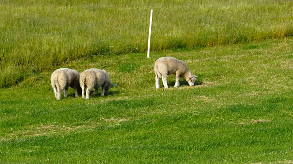 Овцы на лугу в Норвегии — стоковое фото