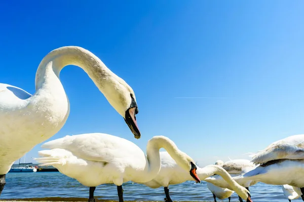 Cisnes andando na praia — Fotografia de Stock