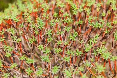 Yaprakları ile küçük dalı yakın çekim